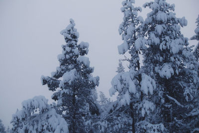 Low angle view of snow covered tree against sky