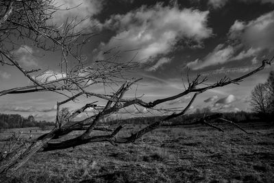 Bare tree on field against sky