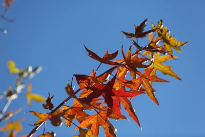 Low angle view of maple leaves against blue sky