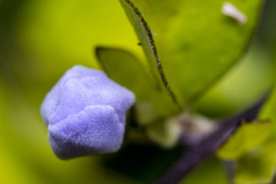 Close-up of flower