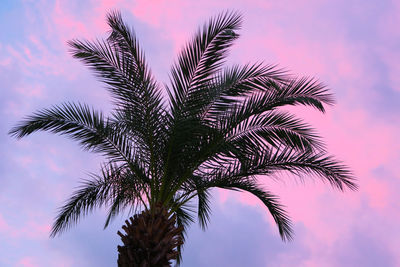 Low angle view of palm trees against cloudy sky