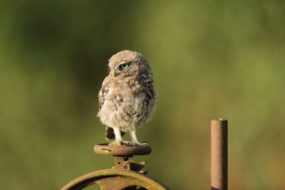 Close-up of bird perching on metal