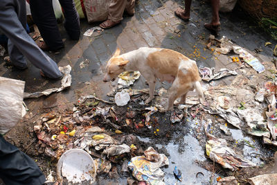 Streets of kolkata. dog in trash heap in kolkata, india.