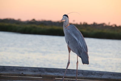 Close-up of gray heron perching on lake against sky during sunset