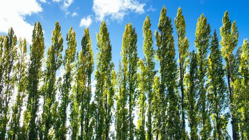 Low angle view of bamboo trees in forest against sky