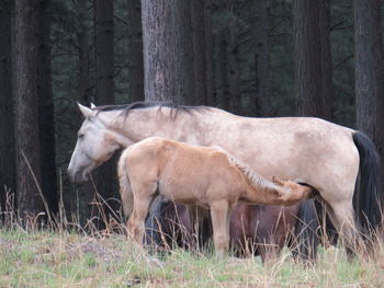 Horses in a forest