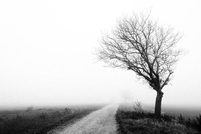 Bare tree on field against clear sky