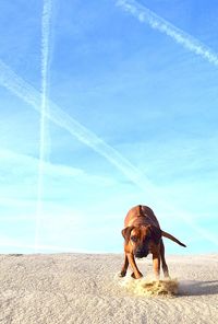 View of dog on the beach