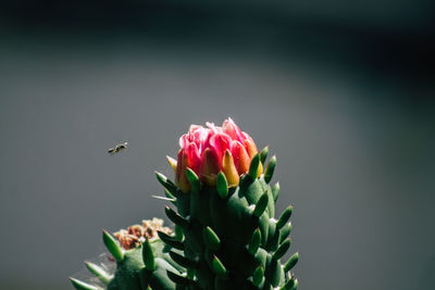 Close-up of insect pollinating on flower