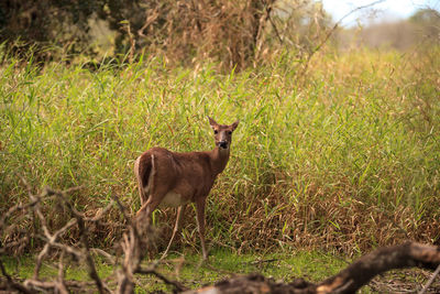 White-tailed deer odocoileus virginianus forages for clover in the wetland 