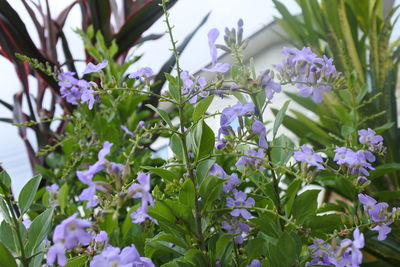 Close-up of purple flowering plants