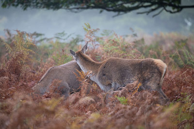 Deer amidst plants on field during autumn