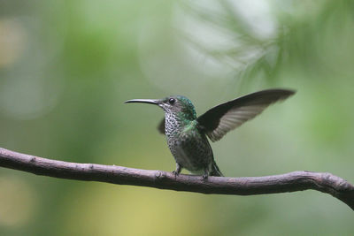 Close-up of bird with spread wings perching on branch in forest