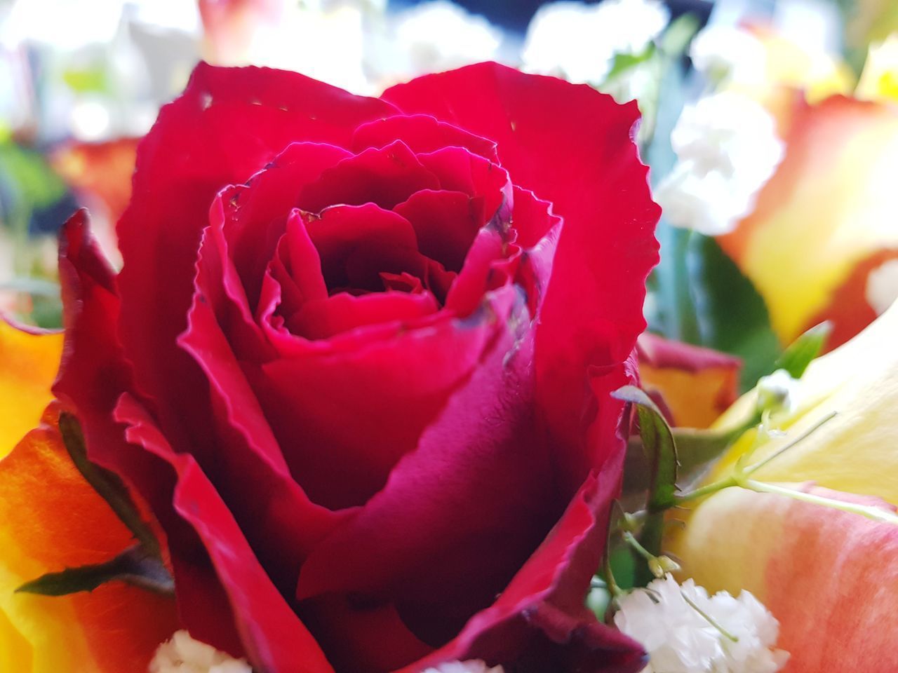 CLOSE-UP OF RED ROSE