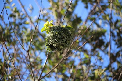 Close-up of plant against sky