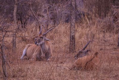 Deer in a field
