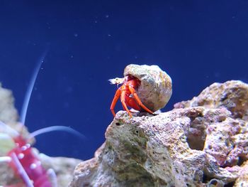 Fish swimming in sea