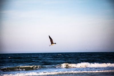 Bird flying over sea against sky