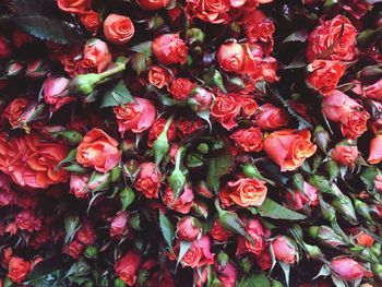Full frame shot of red flowers