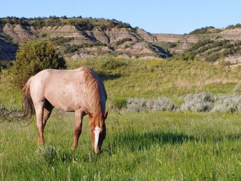 Horse grazing in a field