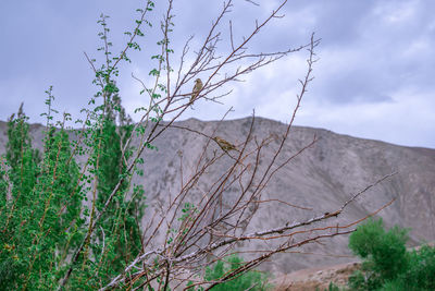 plant