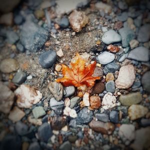 High angle view of autumn leaves on rocks