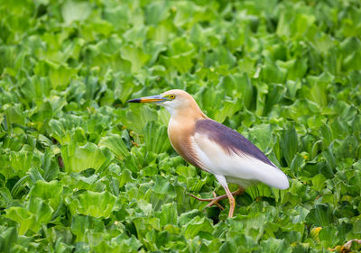 Close-up of a bird perching on a field