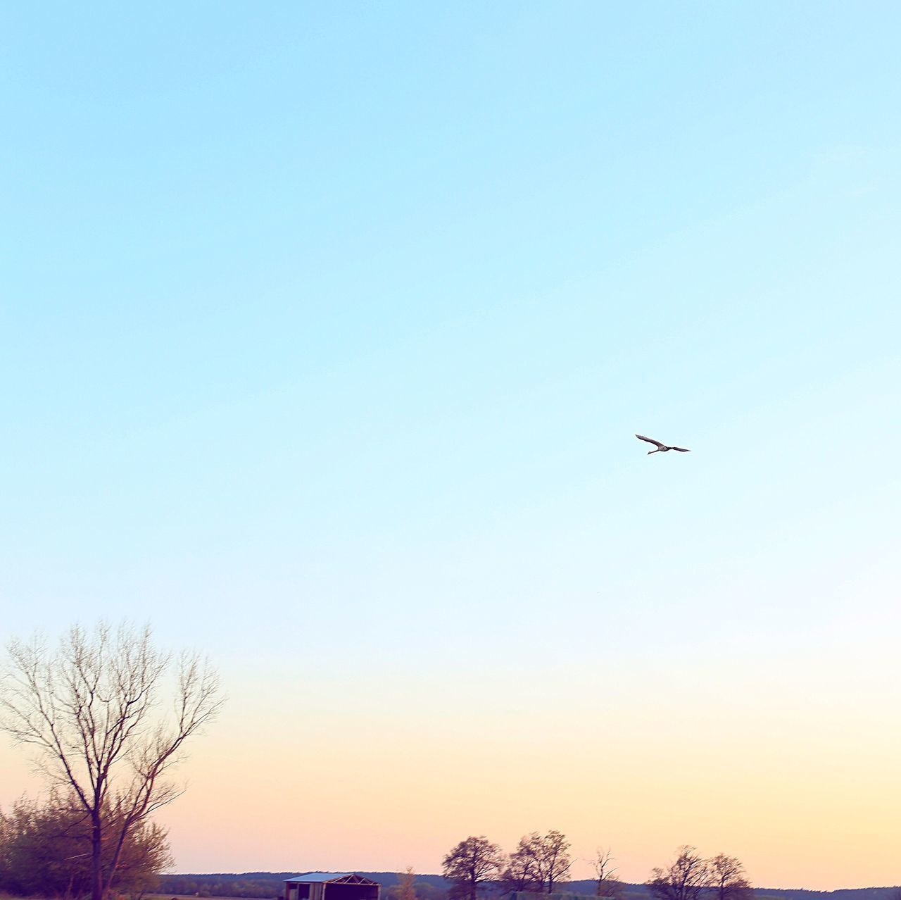 LOW ANGLE VIEW OF SILHOUETTE BIRDS FLYING IN SKY