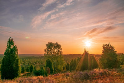 Plants growing on land against sky during sunset