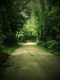 Road amidst trees in forest