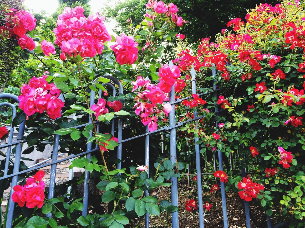 flower, freshness, growth, fragility, petal, plant, red, beauty in nature, pink color, blooming, nature, in bloom, leaf, day, blossom, outdoors, flower head, springtime, no people, built structure