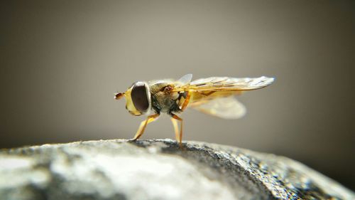 Close-up of insect