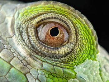 Close-up of a lizard