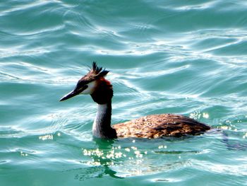 Bird swimming in lake