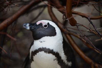 Close-up of a bird looking away