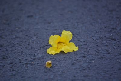 Close-up of yellow flowers