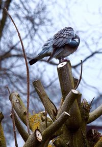 Close-up of bird against sky