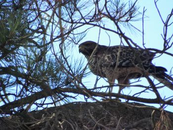 Low angle view of eagle perching on tree