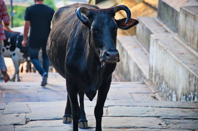 The cattle going up the stairs in pashupatinath temple, nepal