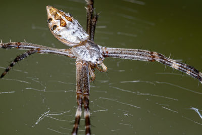 Close-up of spider on web against lake