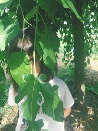 Plants growing on a tree