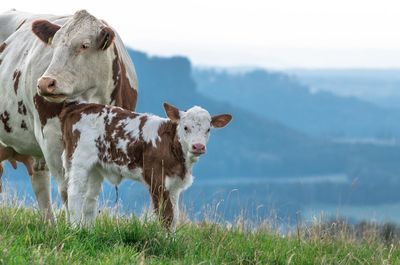 Cow and calf on grassy field