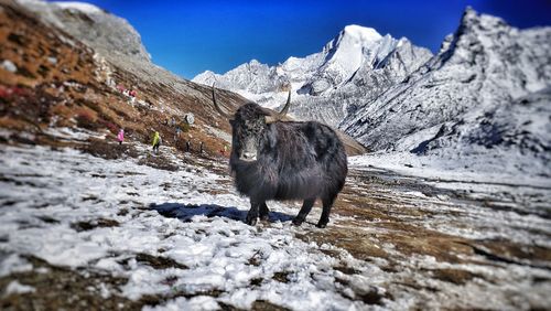 Horse on snow covered mountain against sky