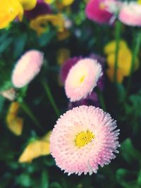 Close-up of pink flower