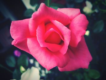 Close-up of pink rose