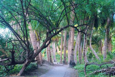 Trees in forest