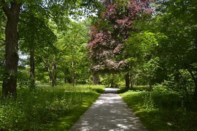 Footpath amidst trees