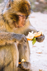 Monkey holding orange fruit on field