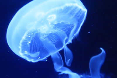 Close-up of jellyfish swimming in sea