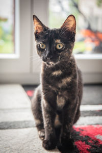 Portrait of cat sitting on floor at home